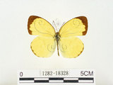 中文名:江崎黃蝶(1282-18328)學名:Eurema alitha esakii Shirôzu, 1953(1282-18328)