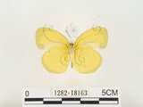 中文名:江崎黃蝶(1282-18163)學名:Eurema alitha esakii Shirôzu, 1953(1282-18163)