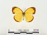 中文名:江崎黃蝶(1282-18163)學名:Eurema alitha esakii Shirôzu, 1953(1282-18163)