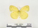 中文名:江崎黃蝶(1282-18291)學名:Eurema alitha esakii Shirôzu, 1953(1282-18291)