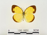 中文名:江崎黃蝶(1282-18291)學名:Eurema alitha esakii Shirôzu, 1953(1282-18291)