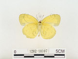 中文名:江崎黃蝶(1282-18107)學名:Eurema alitha esakii Shirôzu, 1953(1282-18107)