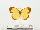 中文名:江崎黃蝶(1282-18107)學名:Eurema alitha esakii Shirôzu, 1953(1282-18107)