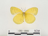 中文名:江崎黃蝶(1282-18041)學名:Eurema alitha esakii Shirôzu, 1953(1282-18041)