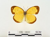 中文名:江崎黃蝶(1282-18041)學名:Eurema alitha esakii Shirôzu, 1953(1282-18041)