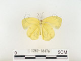 中文名:江崎黃蝶(1282-18476)學名:Eurema alitha esakii Shirôzu, 1953(1282-18476)