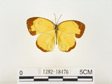 中文名:江崎黃蝶(1282-18476)學名:Eurema alitha esakii Shirôzu, 1953(1282-18476)