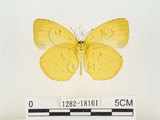 中文名:江崎黃蝶(1282-18161)學名:Eurema alitha esakii Shirôzu, 1953(1282-18161)