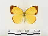 中文名:江崎黃蝶(1282-18161)學名:Eurema alitha esakii Shirôzu, 1953(1282-18161)