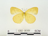 中文名:江崎黃蝶(1282-18109)學名:Eurema alitha esakii Shirôzu, 1953(1282-18109)