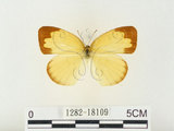 中文名:江崎黃蝶(1282-18109)學名:Eurema alitha esakii Shirôzu, 1953(1282-18109)