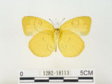 中文名:江崎黃蝶(1282-18113)學名:Eurema alitha esakii Shirôzu, 1953(1282-18113)