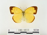 中文名:江崎黃蝶(1282-18113)學名:Eurema alitha esakii Shirôzu, 1953(1282-18113)