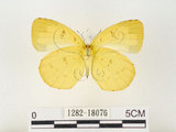 中文名:江崎黃蝶(1282-18076)學名:Eurema alitha esakii Shirôzu, 1953(1282-18076)