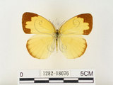 中文名:江崎黃蝶(1282-18076)學名:Eurema alitha esakii Shirôzu, 1953(1282-18076)