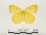 中文名:江崎黃蝶(1282-18407)學名:Eurema alitha esakii Shirôzu, 1953(1282-18407)