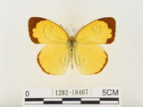 中文名:江崎黃蝶(1282-18407)學名:Eurema alitha esakii Shirôzu, 1953(1282-18407)