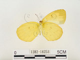 中文名:江崎黃蝶(1282-18253)學名:Eurema alitha esakii Shirôzu, 1953(1282-18253)