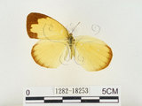 中文名:江崎黃蝶(1282-18253)學名:Eurema alitha esakii Shirôzu, 1953(1282-18253)