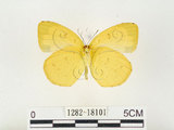 中文名:江崎黃蝶(1282-18101)學名:Eurema alitha esakii Shirôzu, 1953(1282-18101)