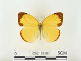 中文名:江崎黃蝶(1282-18101)學名:Eurema alitha esakii Shirôzu, 1953(1282-18101)