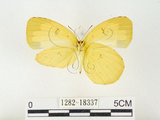 中文名:江崎黃蝶(1282-18337)學名:Eurema alitha esakii Shirôzu, 1953(1282-18337)