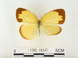 中文名:江崎黃蝶(1282-18337)學名:Eurema alitha esakii Shirôzu, 1953(1282-18337)