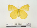 中文名:江崎黃蝶(1282-18342)學名:Eurema alitha esakii Shirôzu, 1953(1282-18342)