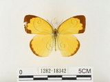 中文名:江崎黃蝶(1282-18342)學名:Eurema alitha esakii Shirôzu, 1953(1282-18342)