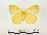 中文名:江崎黃蝶(1282-18314)學名:Eurema alitha esakii Shirôzu, 1953(1282-18314)