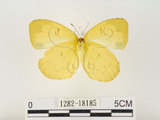 中文名:江崎黃蝶(1282-18185)學名:Eurema alitha esakii Shirôzu, 1953(1282-18185)