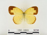 中文名:江崎黃蝶(1282-18043)學名:Eurema alitha esakii Shirôzu, 1953(1282-18043)