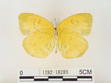 中文名:江崎黃蝶(1282-18289)學名:Eurema alitha esakii Shirôzu, 1953(1282-18289)