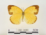 中文名:江崎黃蝶(1282-18289)學名:Eurema alitha esakii Shirôzu, 1953(1282-18289)