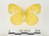 中文名:江崎黃蝶(1282-18153)學名:Eurema alitha esakii Shirôzu, 1953(1282-18153)