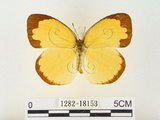 中文名:江崎黃蝶(1282-18153)學名:Eurema alitha esakii Shirôzu, 1953(1282-18153)