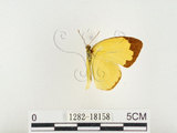 中文名:江崎黃蝶(1282-18158)學名:Eurema alitha esakii Shirôzu, 1953(1282-18158)