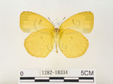 中文名:江崎黃蝶(1282-18334)學名:Eurema alitha esakii Shirôzu, 1953(1282-18334)