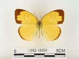 中文名:江崎黃蝶(1282-18334)學名:Eurema alitha esakii Shirôzu, 1953(1282-18334)