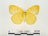 中文名:江崎黃蝶(1282-18202)學名:Eurema alitha esakii Shirôzu, 1953(1282-18202)