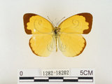 中文名:江崎黃蝶(1282-18202)學名:Eurema alitha esakii Shirôzu, 1953(1282-18202)