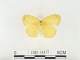 中文名:江崎黃蝶(1282-18417)學名:Eurema alitha esakii Shirôzu, 1953(1282-18417)