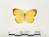 中文名:江崎黃蝶(1282-18417)學名:Eurema alitha esakii Shirôzu, 1953(1282-18417)