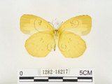 中文名:江崎黃蝶(1282-18217)學名:Eurema alitha esakii Shirôzu, 1953(1282-18217)