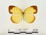 中文名:江崎黃蝶(1282-18217)學名:Eurema alitha esakii Shirôzu, 1953(1282-18217)