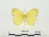 中文名:江崎黃蝶(1588-29)學名:Eurema alitha esakii Shirôzu, 1953(1588-29)