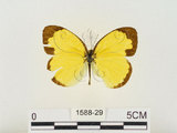 中文名:江崎黃蝶(1588-29)學名:Eurema alitha esakii Shirôzu, 1953(1588-29)