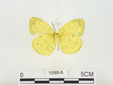 中文名:江崎黃蝶(1588-6)學名:Eurema alitha esakii Shirôzu, 1953(1588-6)