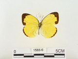 中文名:江崎黃蝶(1588-6)學名:Eurema alitha esakii Shirôzu, 1953(1588-6)