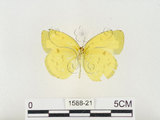 中文名:江崎黃蝶(1588-21)學名:Eurema alitha esakii Shirôzu, 1953(1588-21)